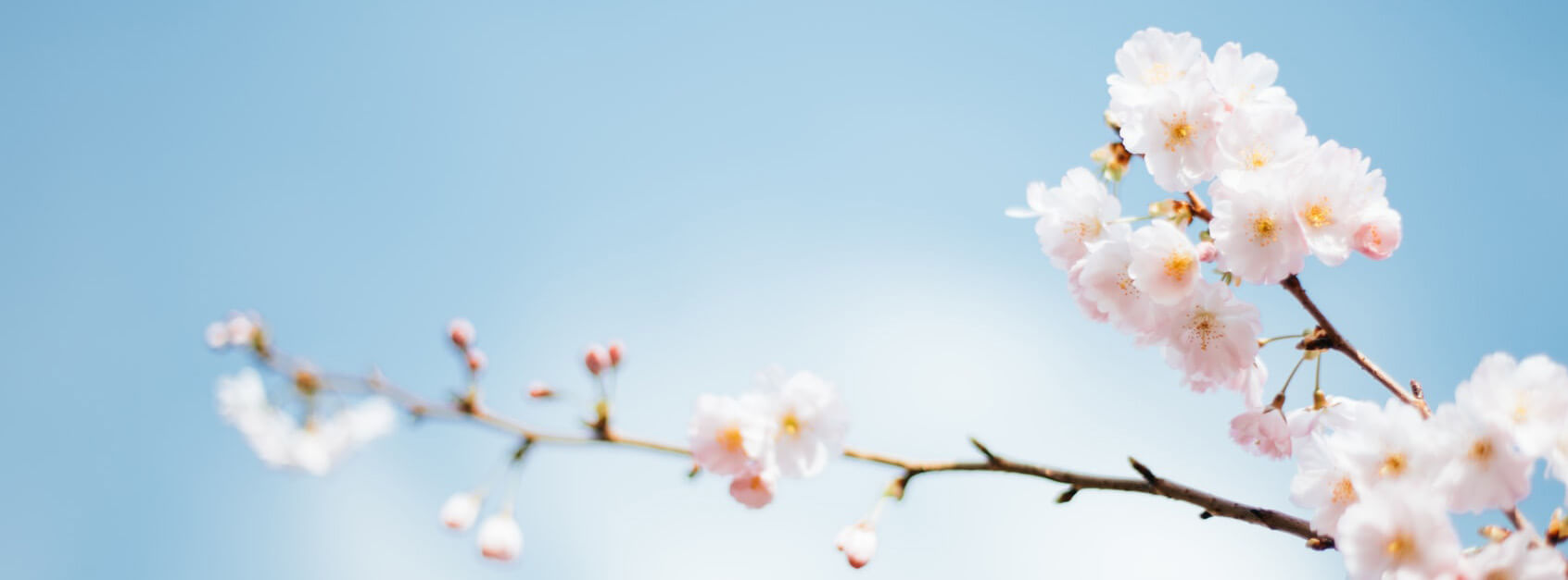 恨蕊
